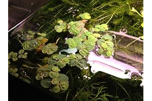 G’Z 6 Red Root Floater (Phyllanthus Fluitans), Live Aquarium/Aquatic/Floating/ Pond/Beginner Plant, Aquascaping,planted tank ... by G'z