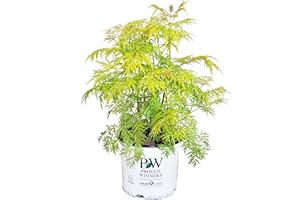 GREEN PROMISE FARMS Proven Winners - Sambucus racemosa Lemony Lace (Elderberry) Shrub, , #3 - Size Container