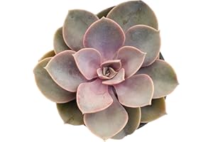 Fat Plants San Diego Live Echeveria Succulent Plant in Pot in a 4 inch Plastic Growers Pot (4 inch, Perle Von Nurnberg)