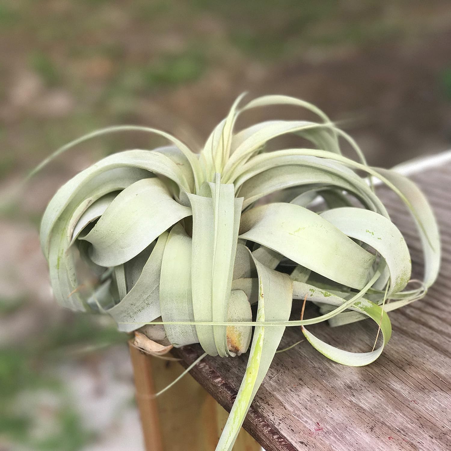 Large Air Plants Large Xerographica Air Plants The Queen Of Air Plants Big 5 To 7 Inch Wide Air Plants Leaf Structure Appearance Varies 30 Day