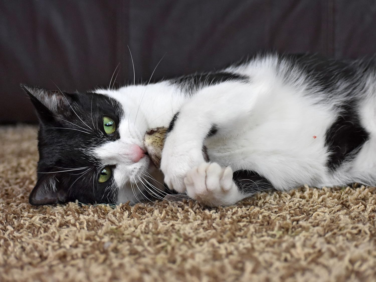 OurPets Play-N-Squeak Twice the Mice Cat Toy, 2pc (Interactive Cat Toy, Catnip Toy, Catnip Toys for Cats, Real Mouse Electronic Sound, Catnip, Cat Toys) : Pet Mice And Animal Toys : Pet Supplies