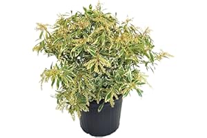 Green Promise Farms PIERIS Japonica `Flaming Silver` (Andromeda) Evergreen, 2 Size Container, White Blossoms