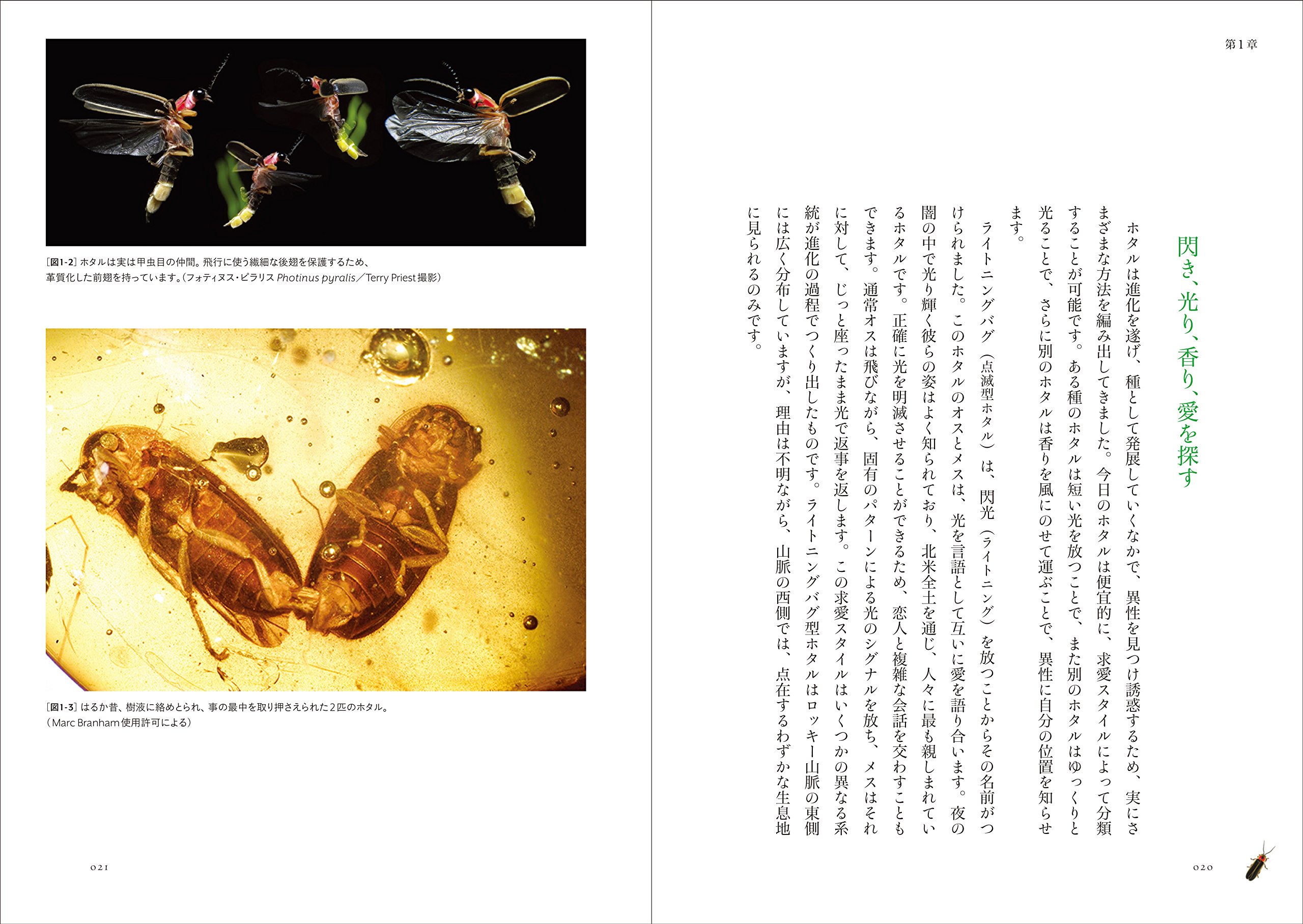 ホタルの不思議な世界 サラ ルイス 大場 裕一 髙橋 功一 本 通販 Amazon