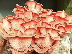 Pink Oyster Mushroom (Pleurotus djamor) Liquid
