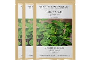 Catnip Seeds (Approx 3000 Seeds 3 Packs 6 Gram) for Your Garden & The Perfect Herb for Your Feline Friends