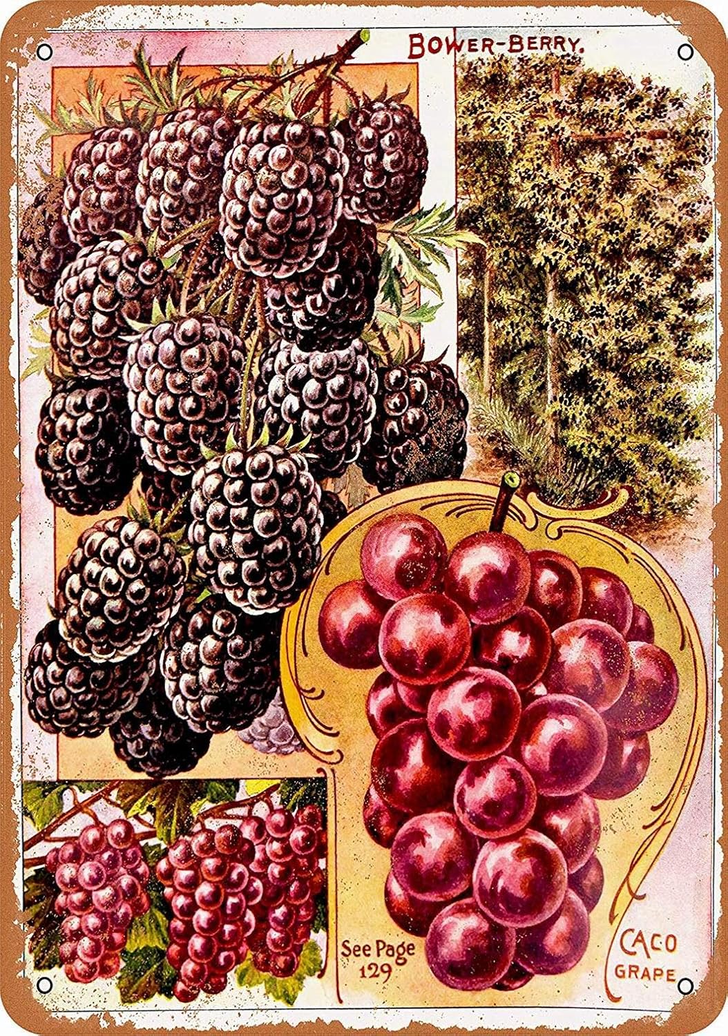 Funny Fruits And Vegetables Funny Fruit Funny Vegetables