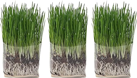 cat grass growing kit