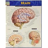 3B Scientific Diseases Of The Eye Chart - Glossy Laminated Spanish Anatomical Poster, 20" X 26", UV Resistant, Dry Erase Friendly
