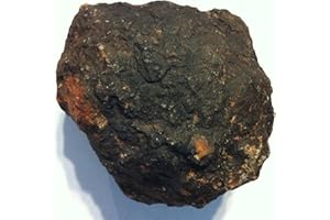 DINOSAURS ROCK Genuine Fossil Coprolite - Fossilized Dino "Poop" -5"-7"