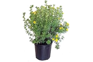 GREEN PROMISE FARMS Potentilla frut. 'Gold Finger' (Cinquefoil) Shrub, bright yellow flowers, #3 - Size Container