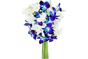 KaBloom Flowers - Starry Night in the Topics Bouquet of Blue and White Orchid Without Vase - Gift for Birthday, Sympathy, Anniversary, Get Well, Thank You, Valentine, Mother’s Day Fresh Flowers