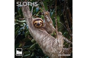 Sloth 2026 Wall Calendar | 12" x 24" Open | Animal Calendar Photography Thick & Sturdy Paper for Organizing & Planning | Office Kitchen Decor or Gift | Pacific Waters Press (Sloths)