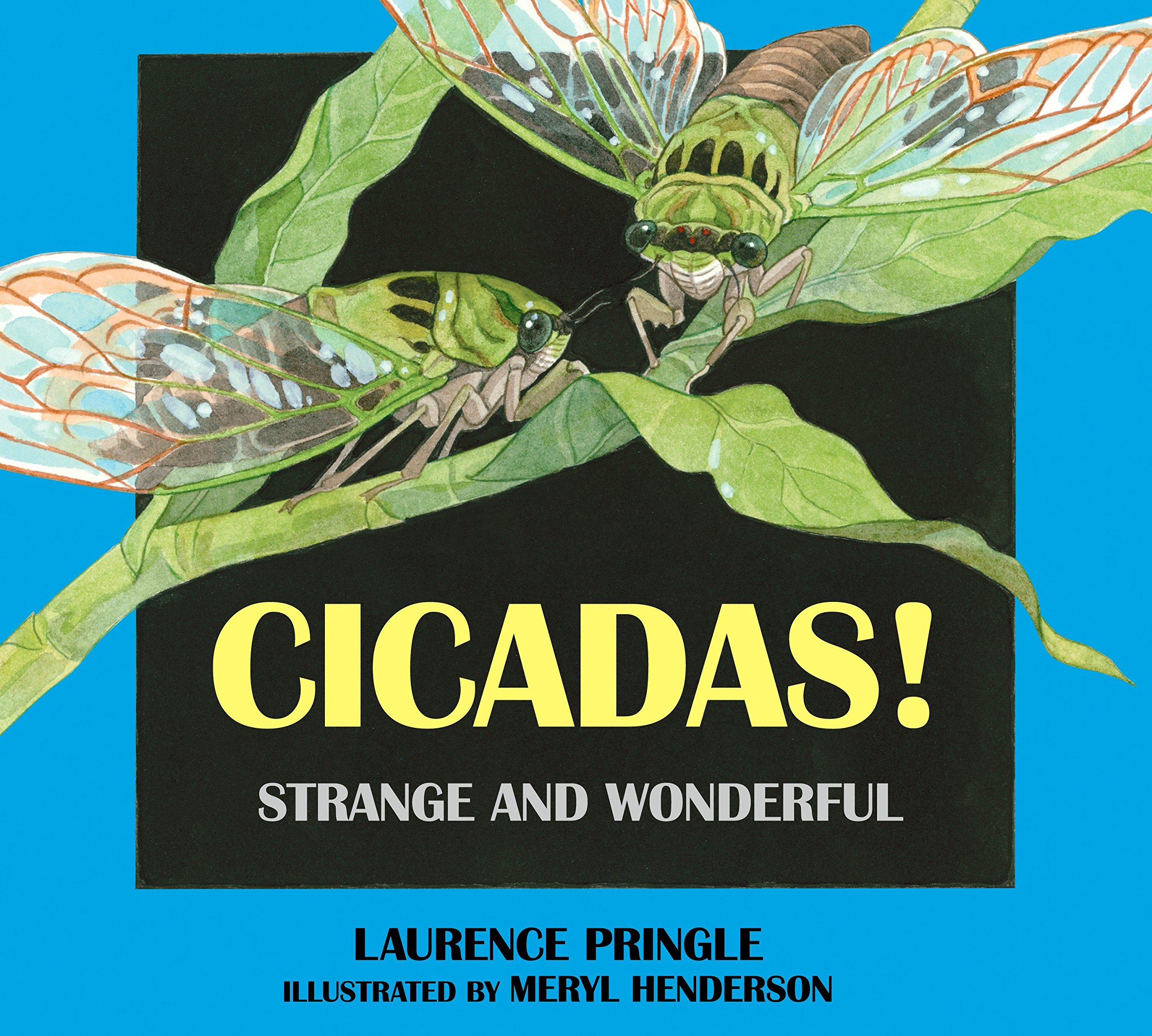 Cicadas Strange And Wonderful Pringle Laurence Henderson Meryl Learnihan 9781590786734 Amazon Com Books