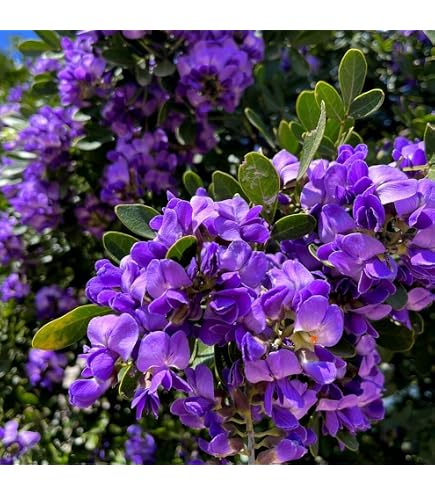 Amazon.com : HPGS 5 Seeds - Texas Mountain Laurel Flower Tree