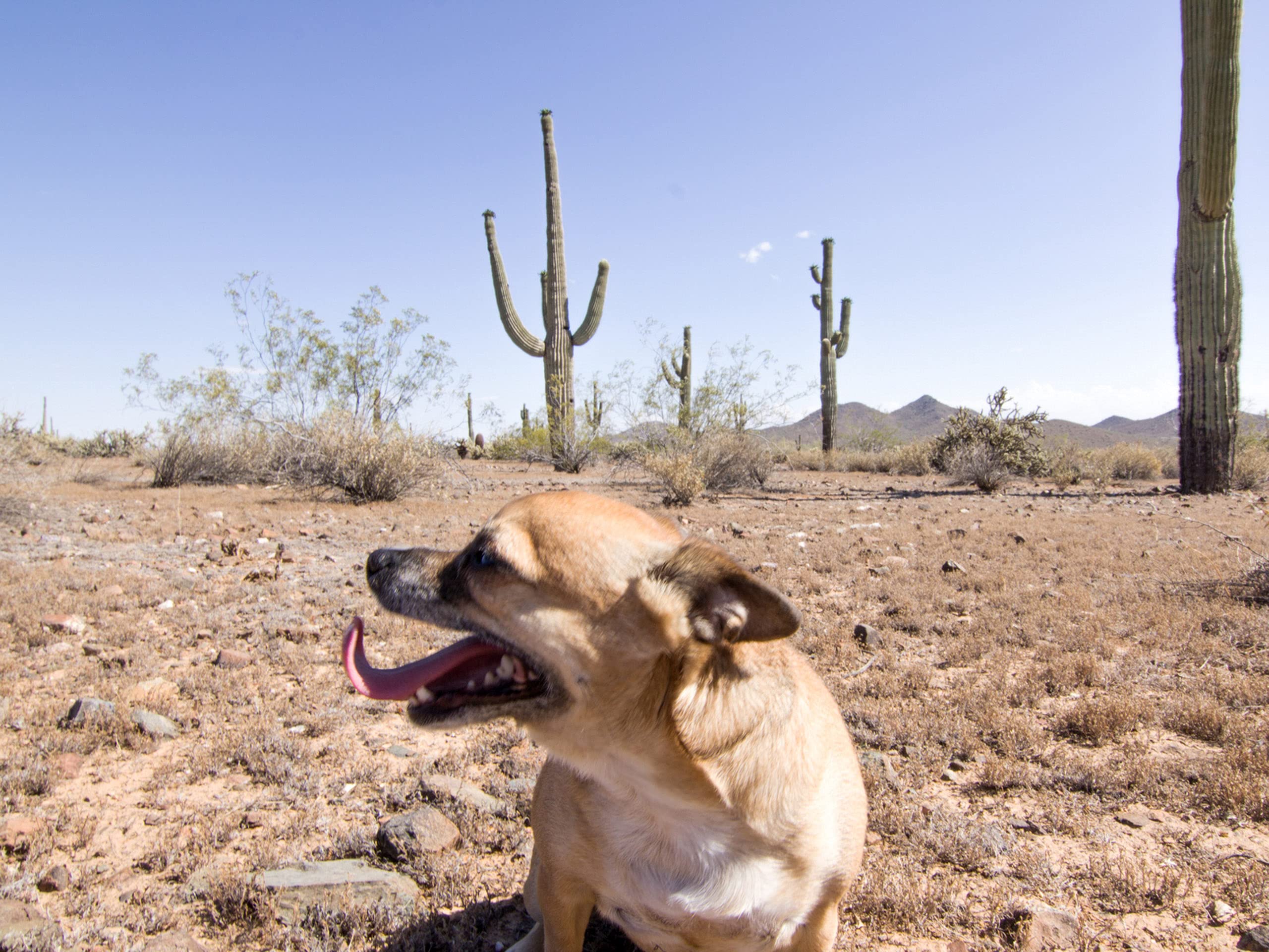 Watch Animal Cops Phoenix Season 1 Prime Video