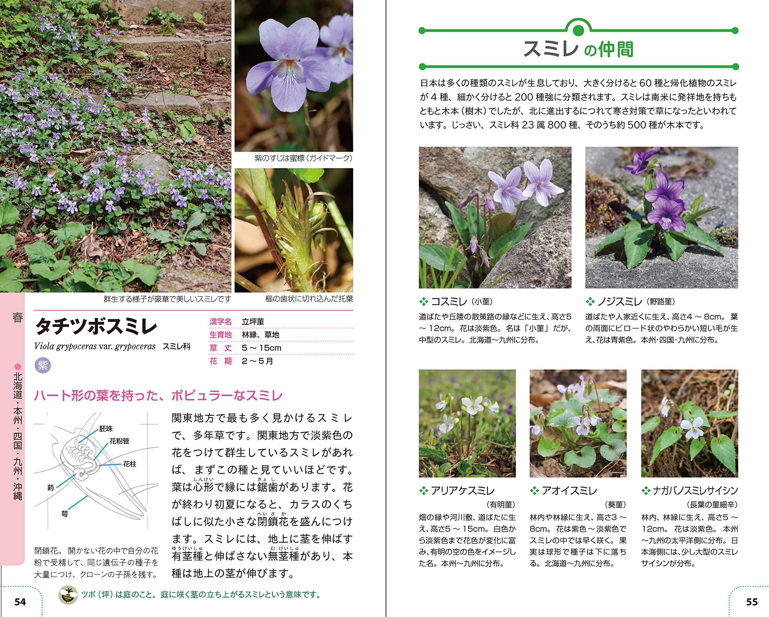 自然散策が楽しくなる 草花 雑草図鑑 Amazon Com Books