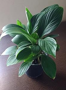 Plantsguru Peace Lily Spathiphyllum Live Plant