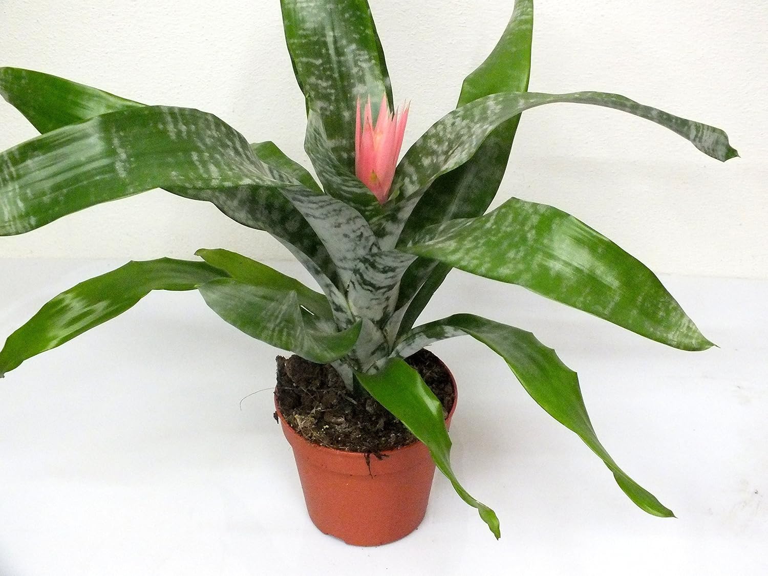 Aechmea 40 cm +/ Bromelie Lanzenrosette Ananasgewächs Zimmerpflanze (3