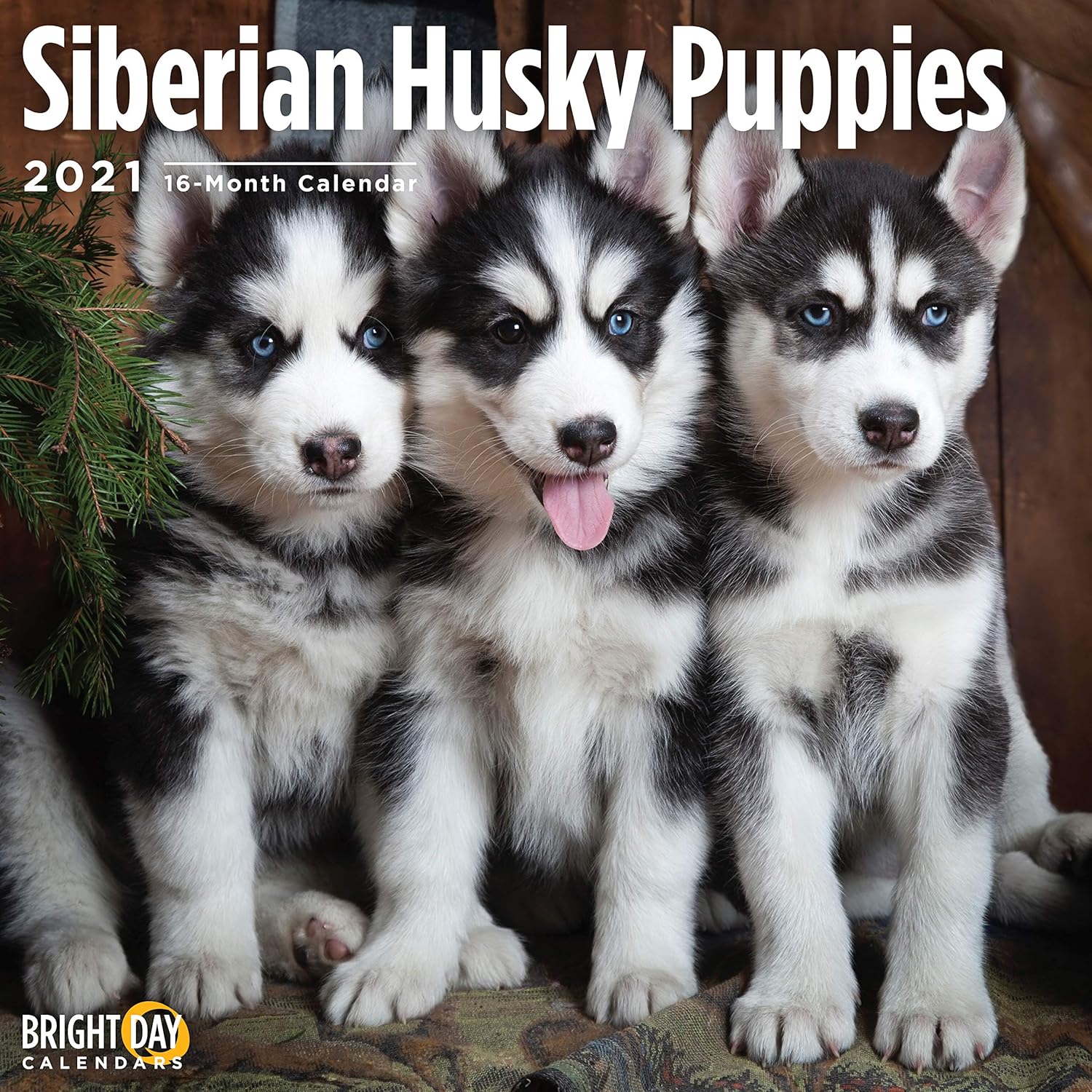 siberian husky cute dogs