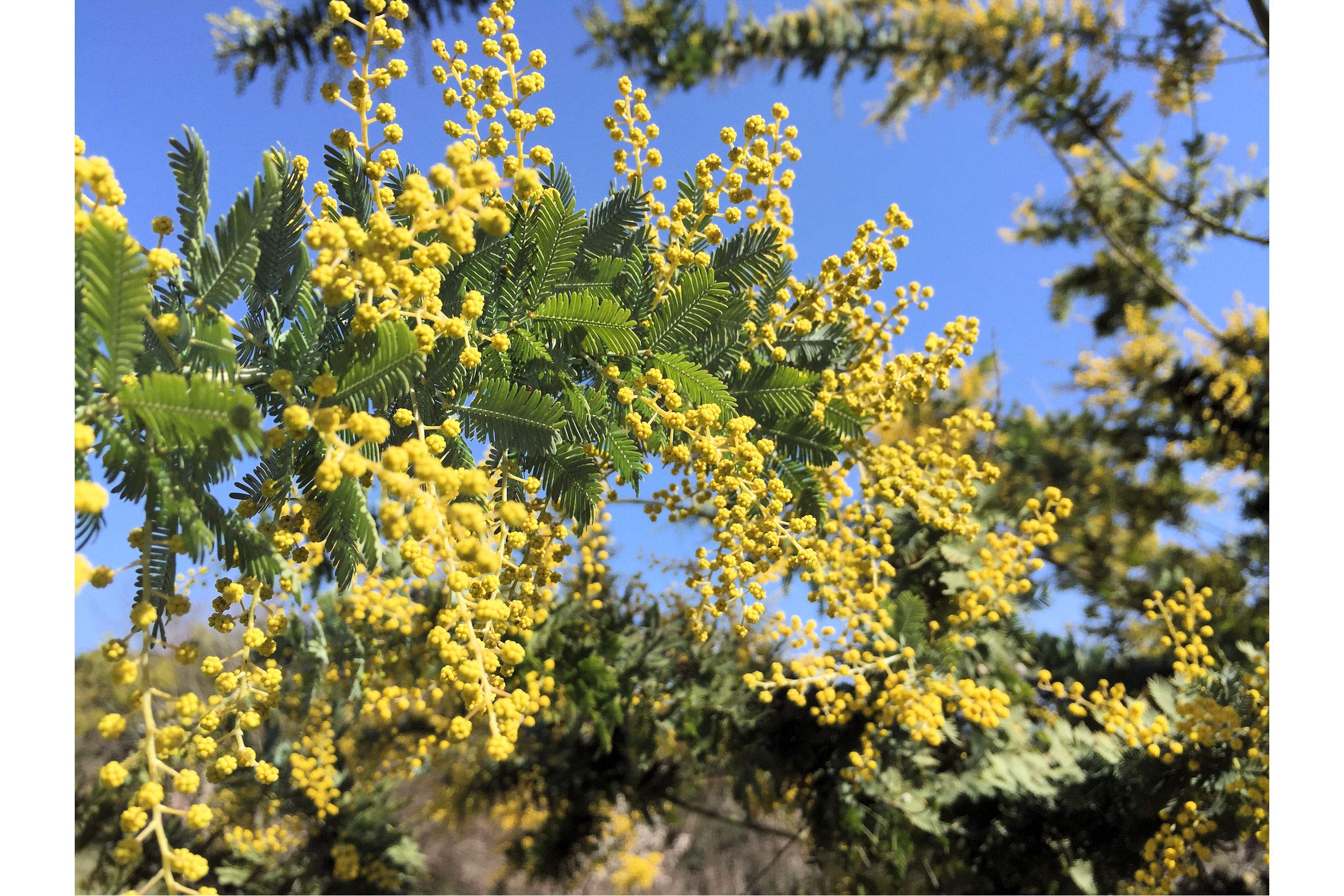 10 Seeds! Silver Wattle - Great for Bonsai - Tropical Plant Container or Deck Plant - Acacia dealbata