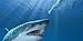 Great White Shark Attack
