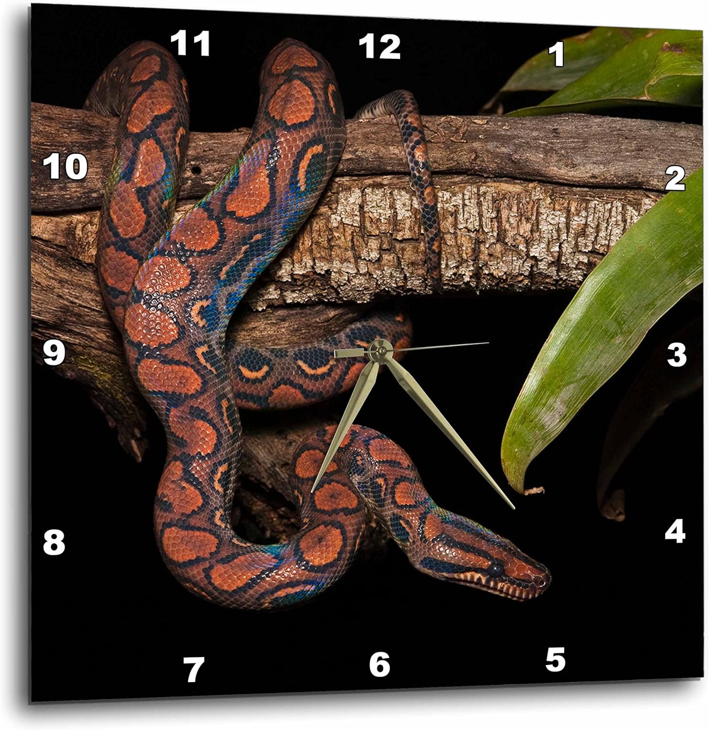Amazon Com 3drose Dpp 86348 2 Rainbow Boa Snake Amazon