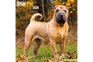 Shar Pei 2026 Calendar | Square Wall Calendar | Dog Breed Gift | Plastic Free Packaging | by Avonside Publishing