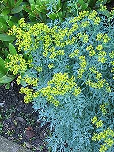 M-Tech Gardens Rare Common Rue (Ruta graveolens) Arutha Herb-of-grace/Satap - Herbal Ornamental Live Plant (1 Healthy plant in Polybag)