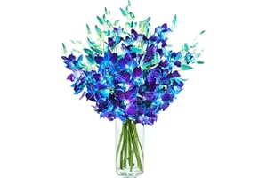 KaBloom Flowers - Mother's Day Collection - Exotic Blue Sapphire Orchid Bouquet of 20 Fresh Blue Dendrobium Orchids from Thailand with Vase. Gift for Birthday, Valentine, Mother’s Day Fresh Flowers