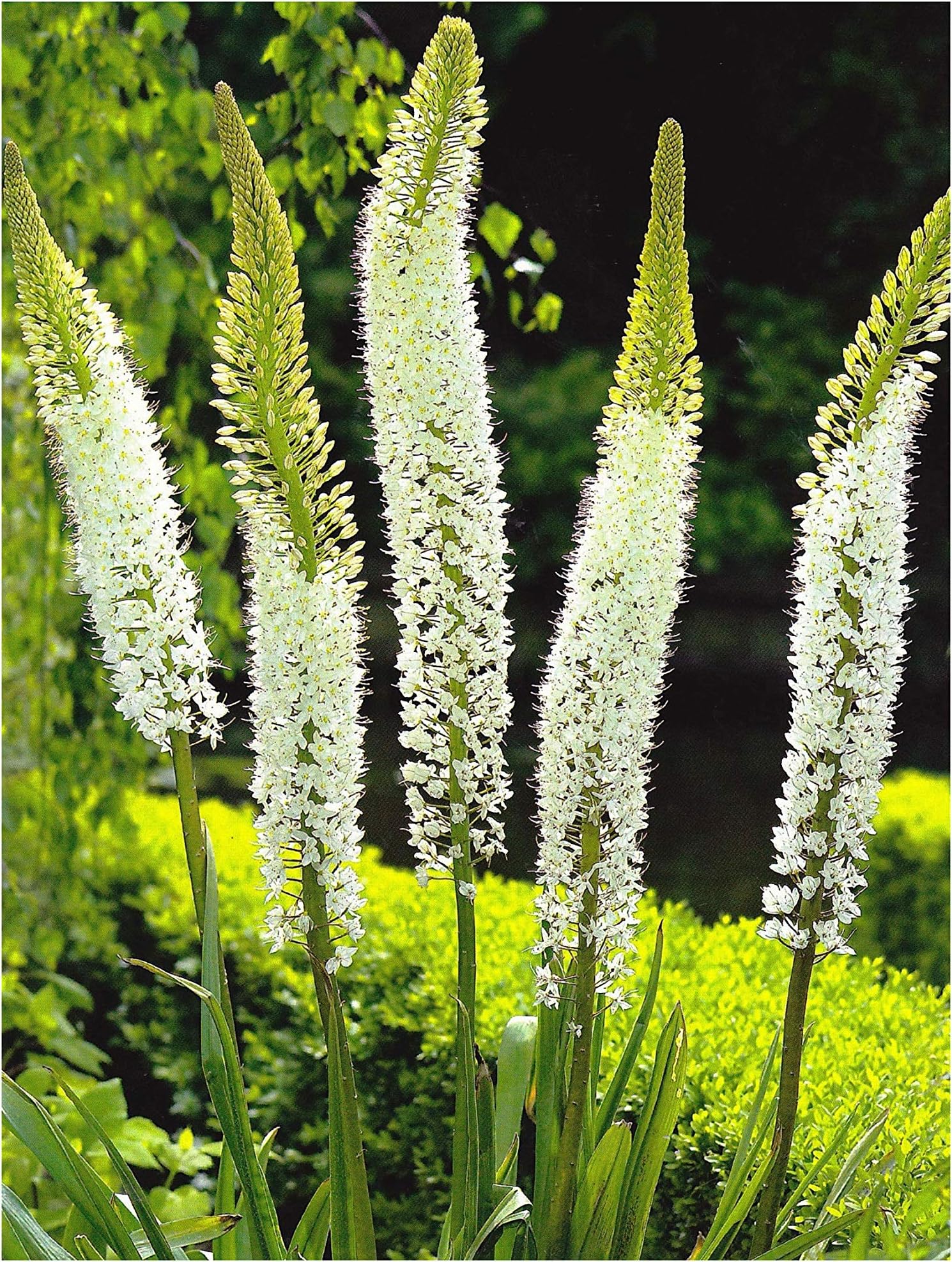 Garthwaite NurseriesUK Stockist. 1 Eremurus Himalaicus (Foxtail Lily) Bulbs Grows Up to 150CM High White Hardy Summer Flowering Perennial
