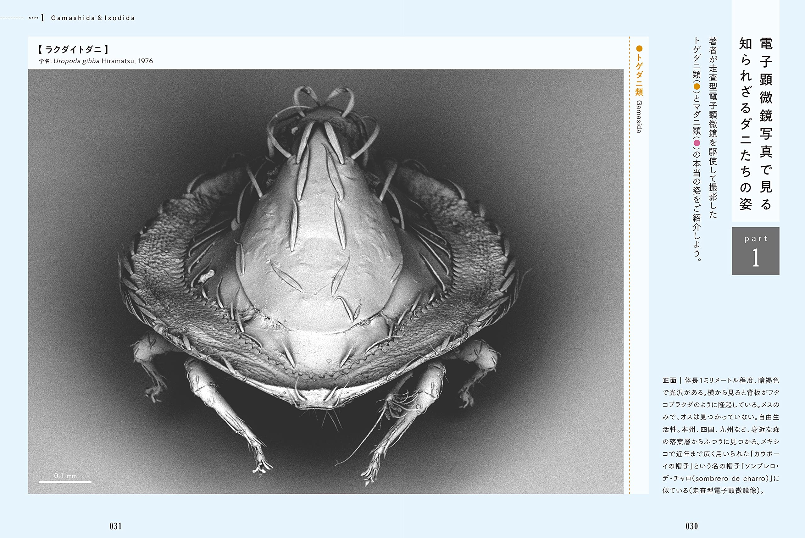 ダニが刺したら穴2つは本当か 島野智之 畠山泰英 植木ななせ 本 通販 Amazon