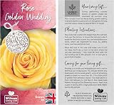 Willows Living Gifts Golden Wedding Rose 50th Anniversary Gift Wrapped 3L Pot view 4