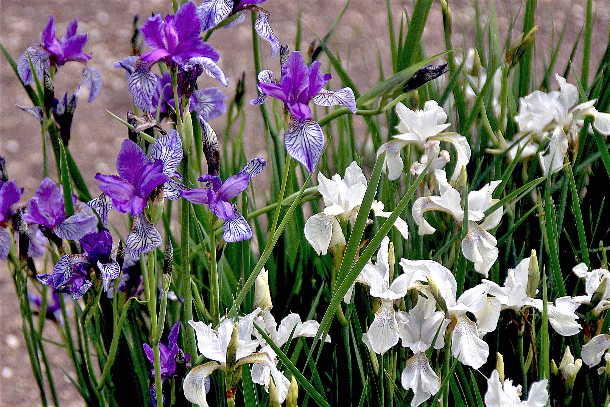 20 Mixed Siberian IRIS Sibirica Iris Bicolor Blue Red White Purple Flower Seeds