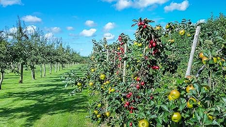 MADAME GROW Fertilizante O ABONO ORGÁNICO para Plantas Bellies Kit ...