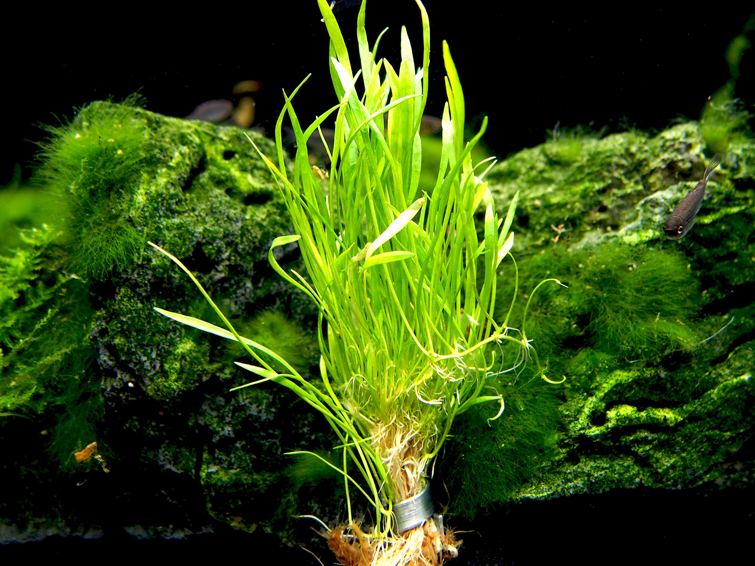 Aquatic Arts Micro Sword Plant Live Aquarium Plants Buy Online in