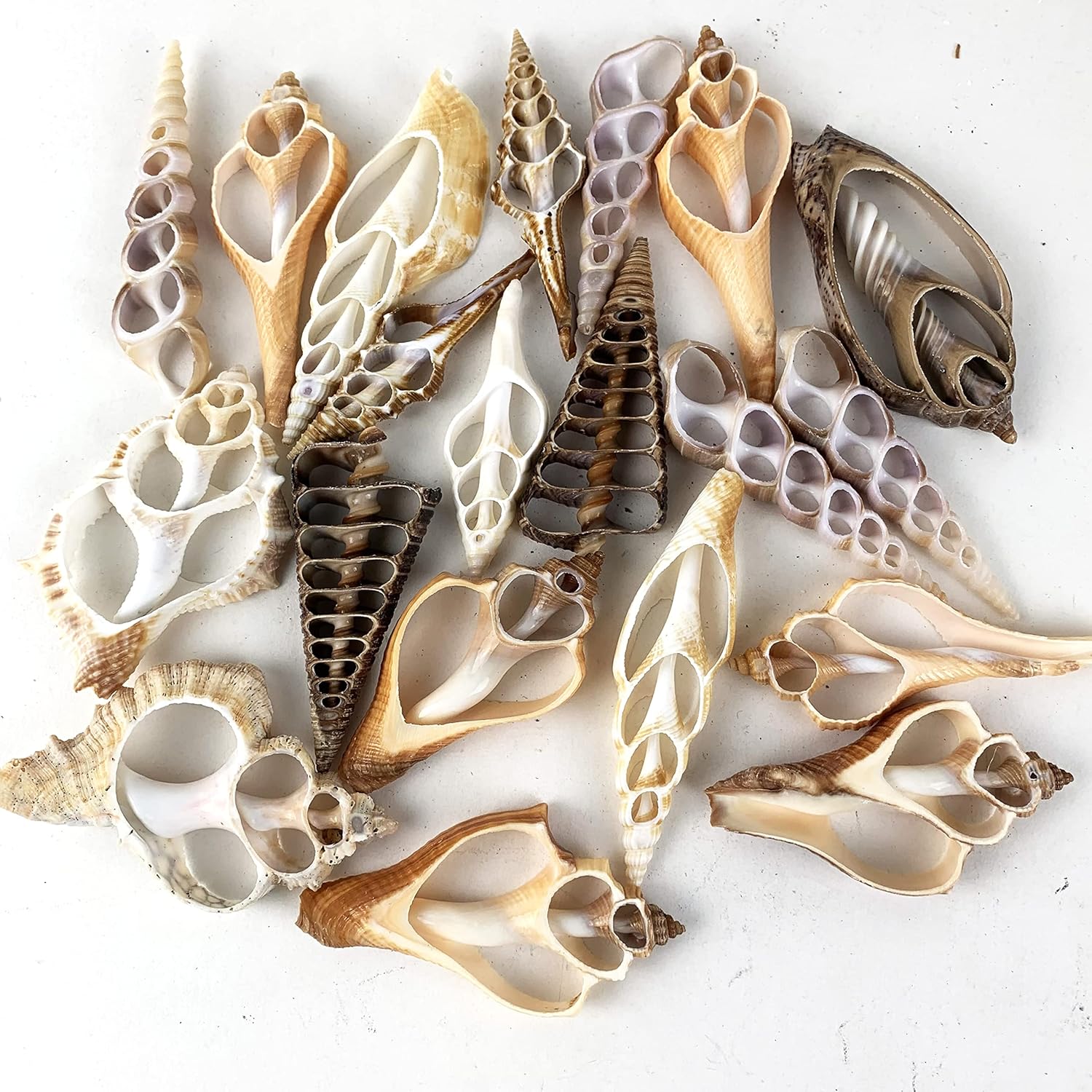 Vase Fillers - Worlds 20pc Assorted Center Cut Sea Shells 2