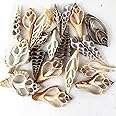 Worlds 20pc Assorted Center Cut Sea Shells 2"~3" Inch
