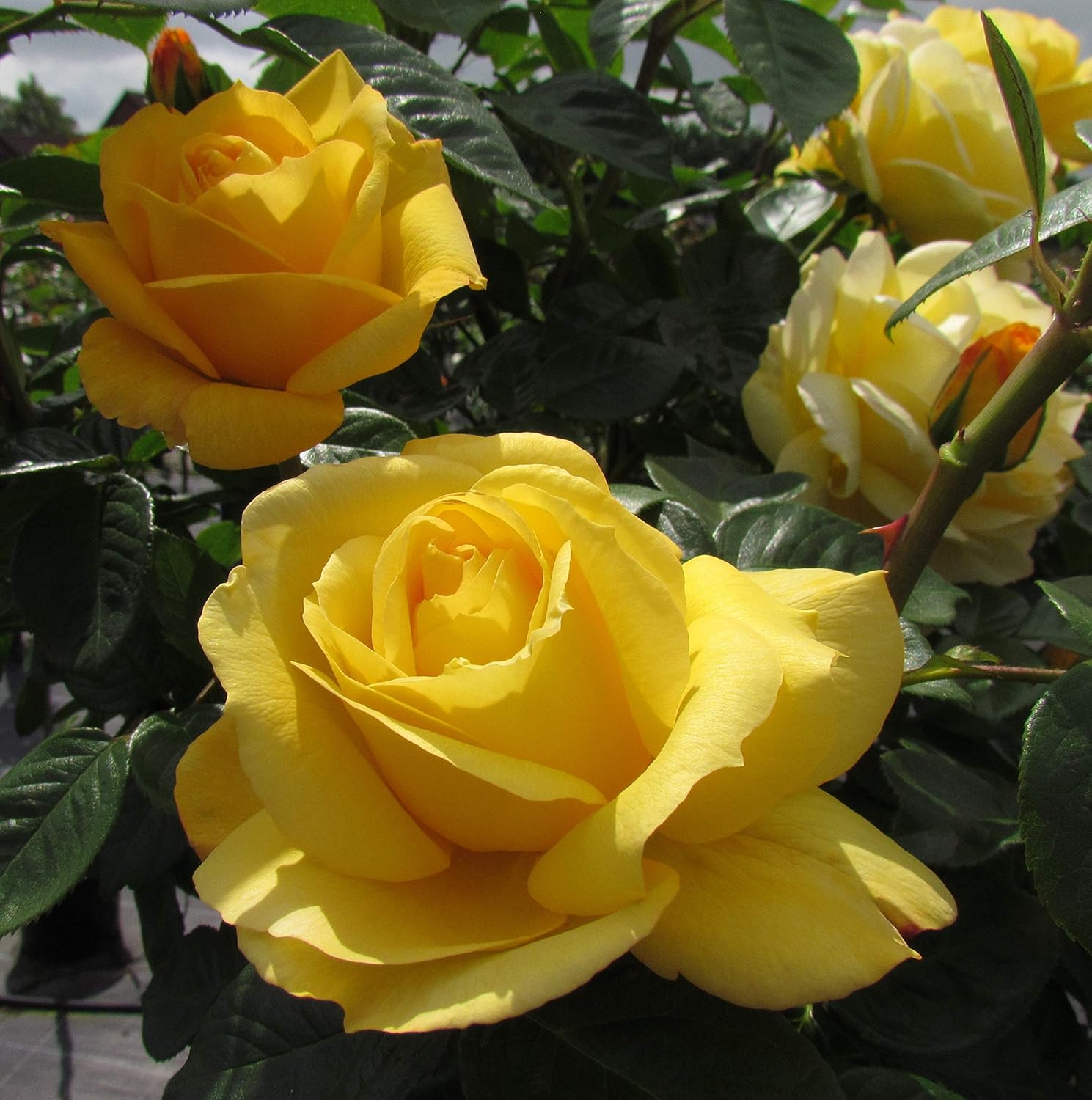 top 105+ Pictures where can i buy a yellow rose bush Superb