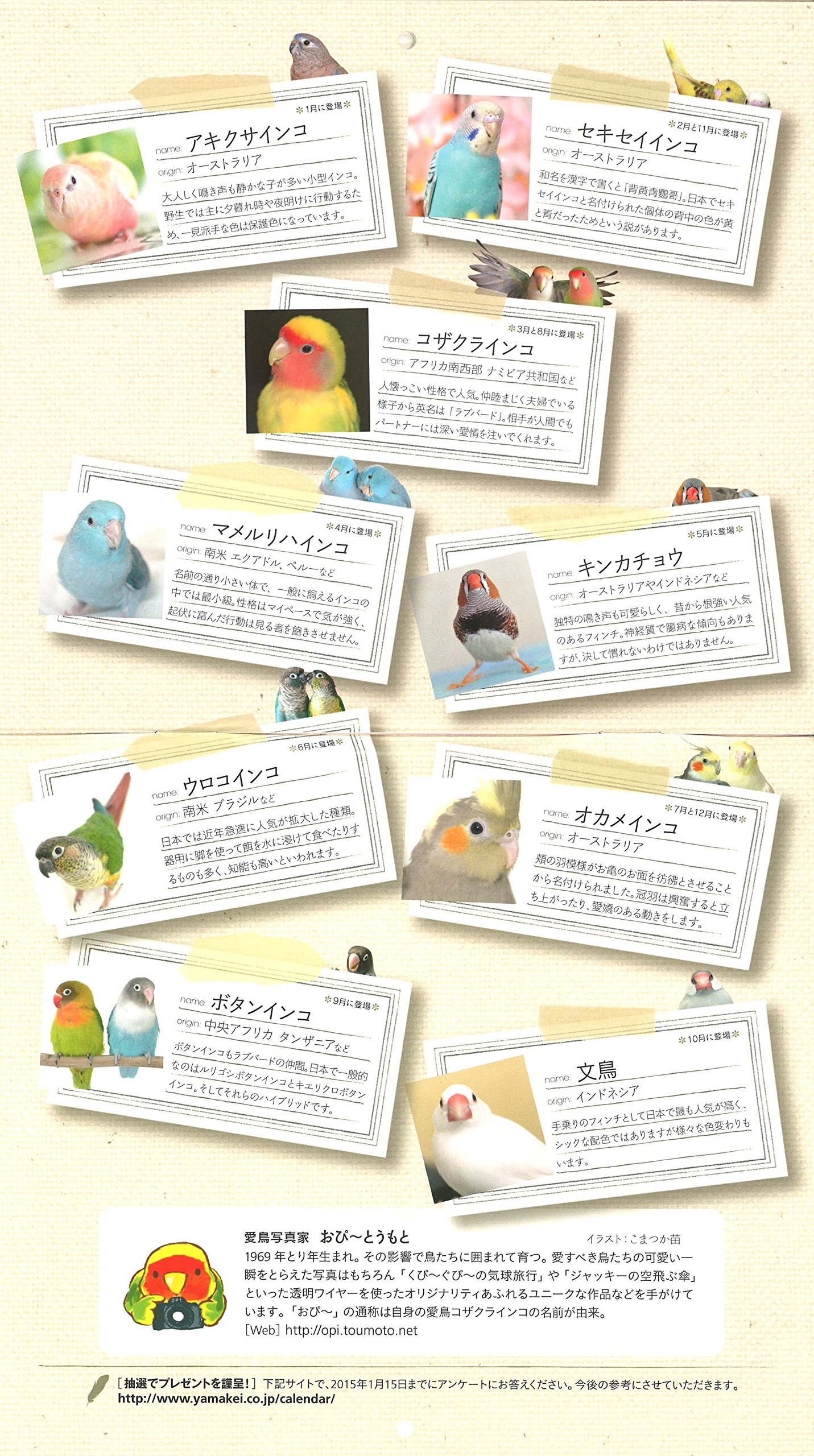 Amazon Co Jp カレンダー15 かわいんこ インコと小鳥のカレンダー ヤマケイカレンダー15 おぴ とうもと おぴーとうもと 本