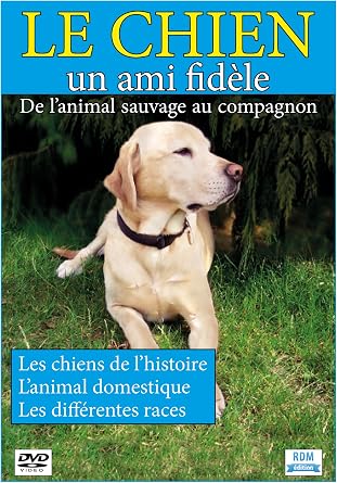 Le Chien Un Ami Fidèle De Lanimal Sauvage Au Compagnon