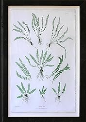 Asplenium Vivide
