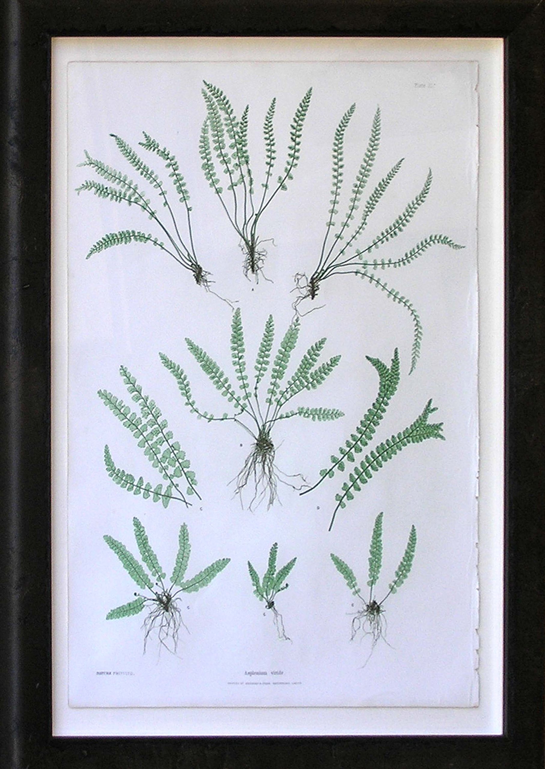 Asplenium Vivide