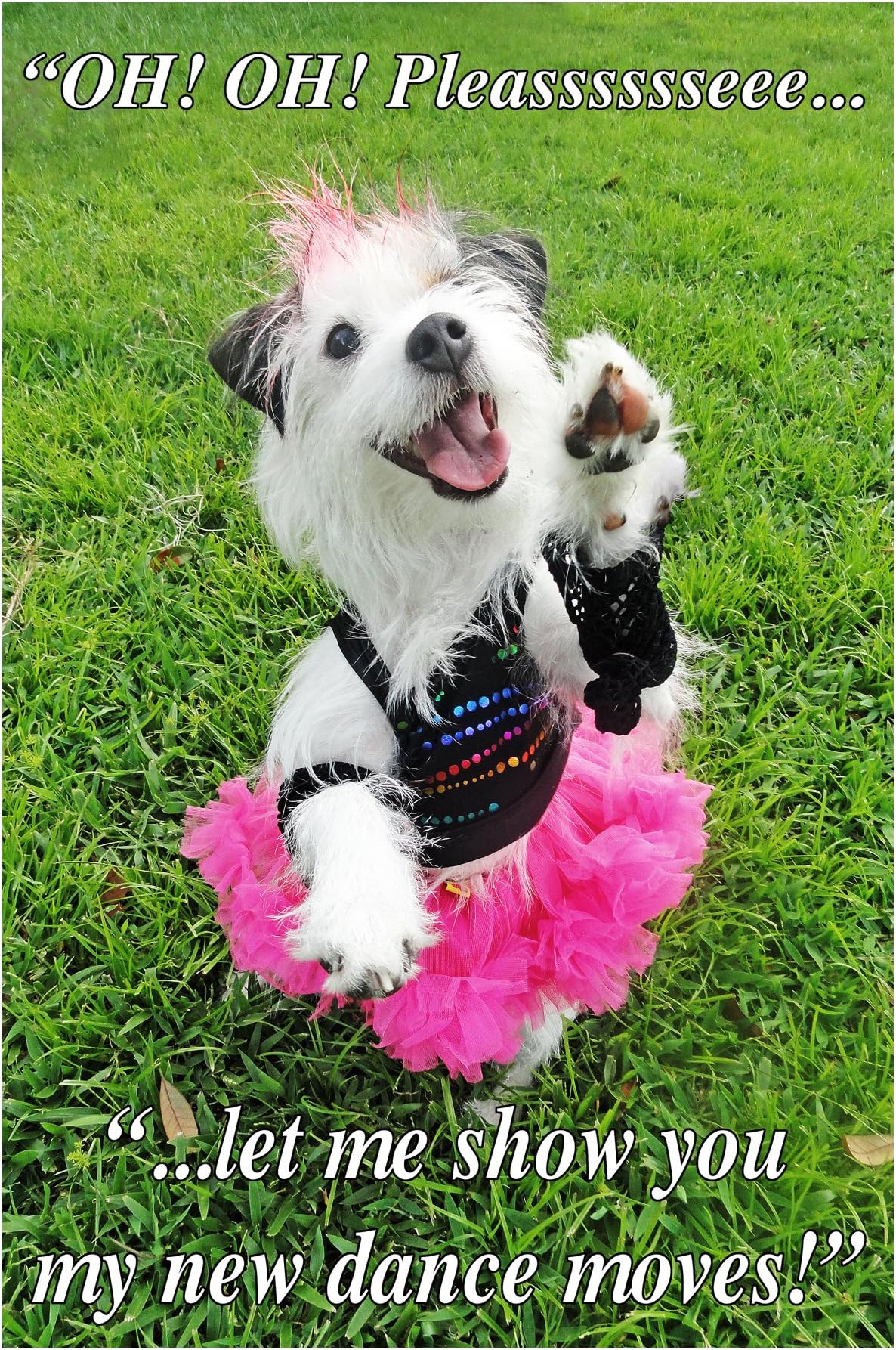 WESTIE DANCE MOVES, 1 Large (approx 5.5 x 3.5 inches) funny photo fridge refrigerator magnet, humorous meme decorative magnetic sign plaque. West Highland White Terrier in dog costume