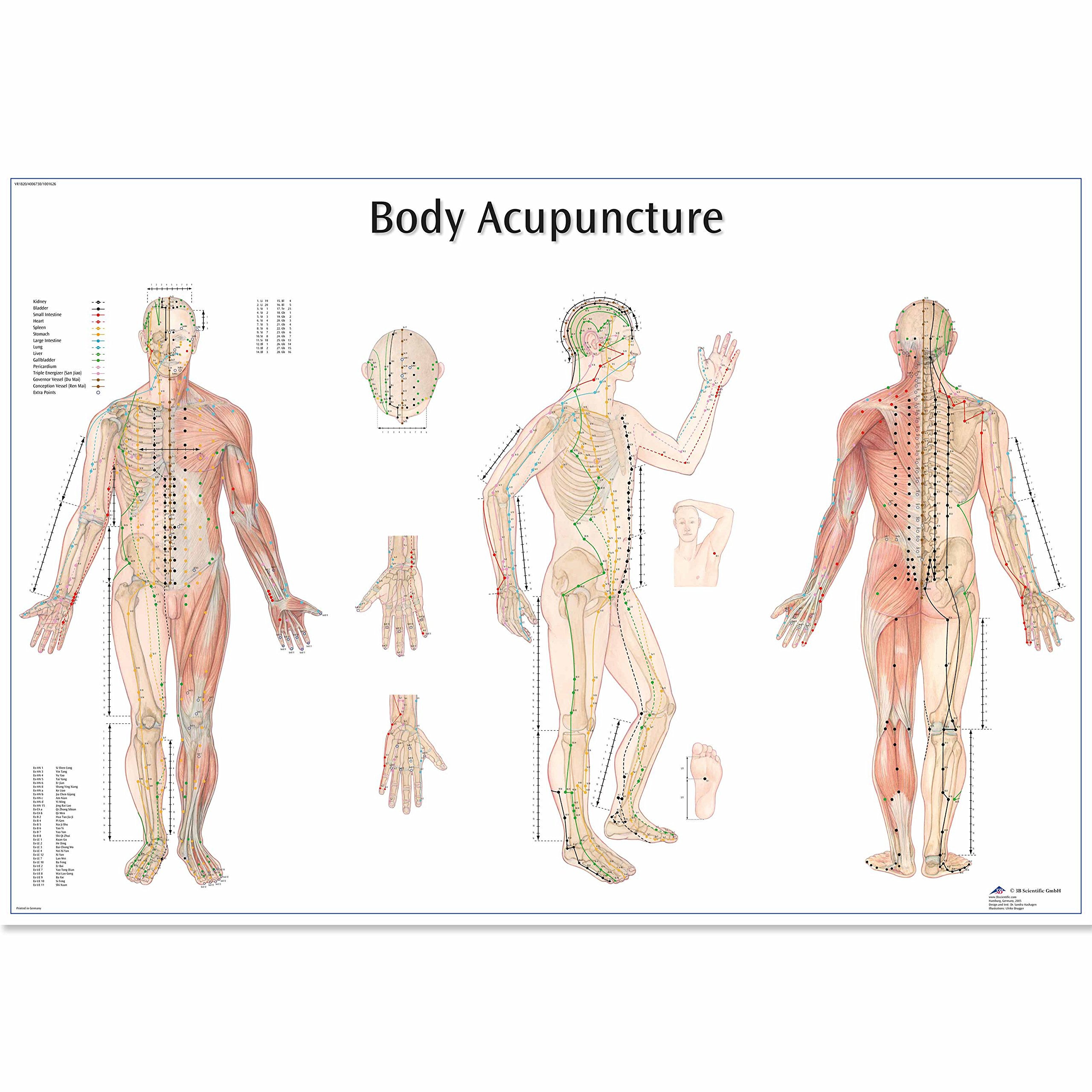 3B Scientific 4006730 Human Anatomy - Body Acupuncture Chart, Paper Version