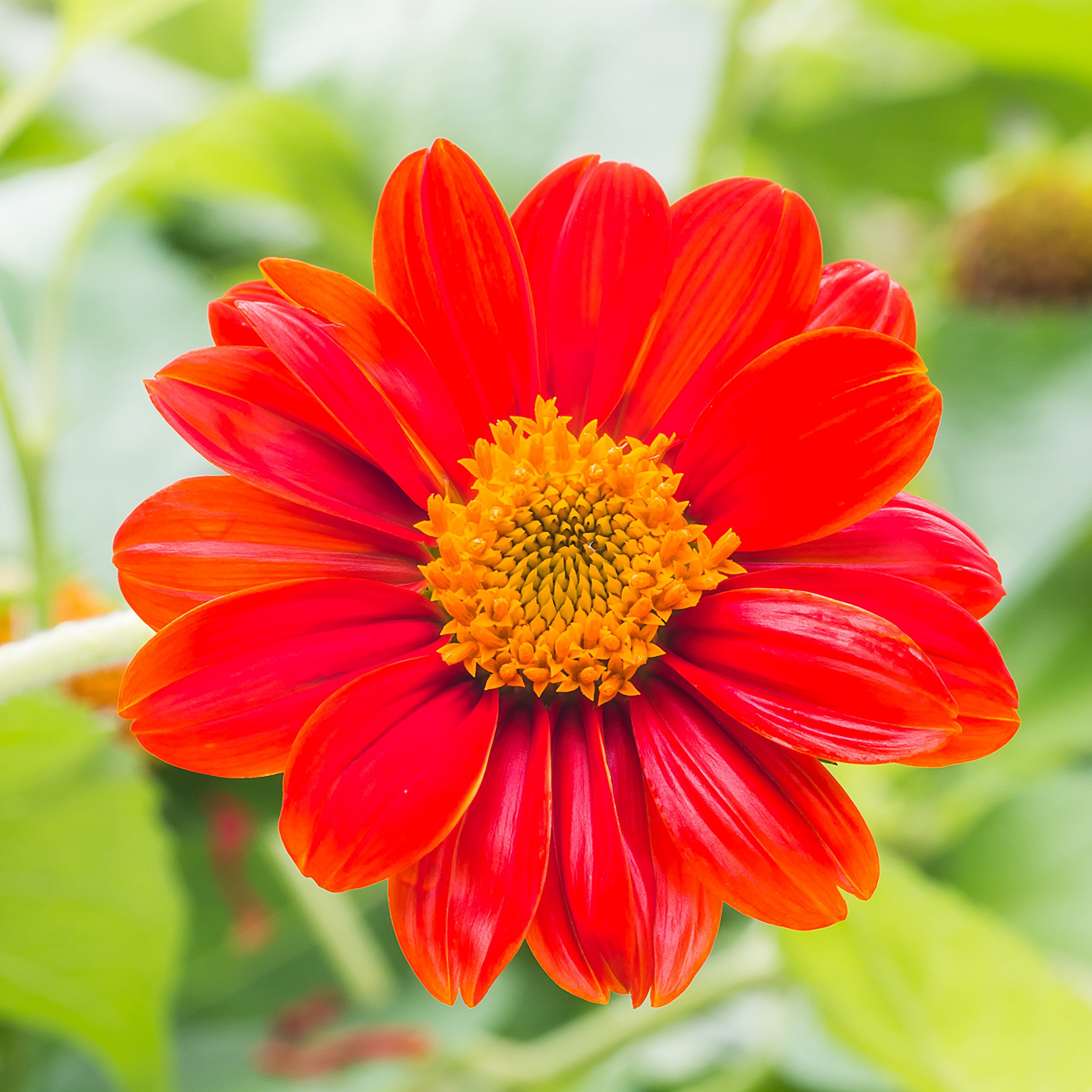 Everwilde Farms 100 Mexican Sunflower Wildflower Seeds