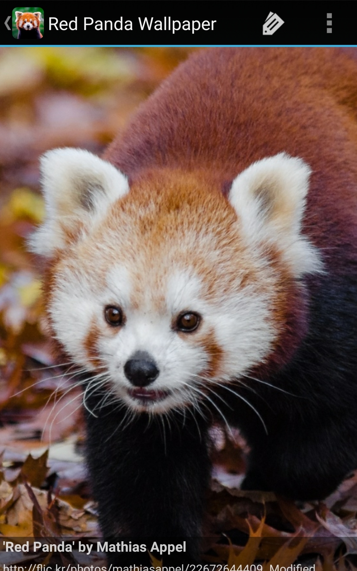 Red Panda Wallpaper Amazon Co Uk Appstore For Android