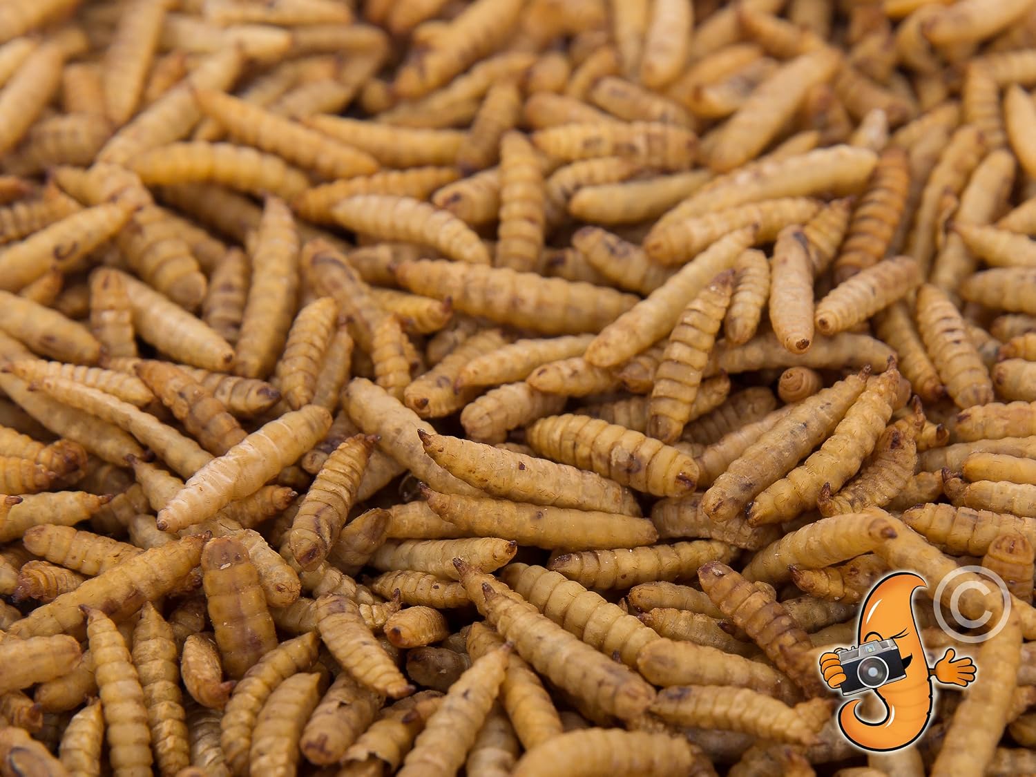 Chubby Mealworms Dried Calci Worms for Hedgehog (1 Litre), Calciworms Treats with More Calcium than Meal Worms - Image 5