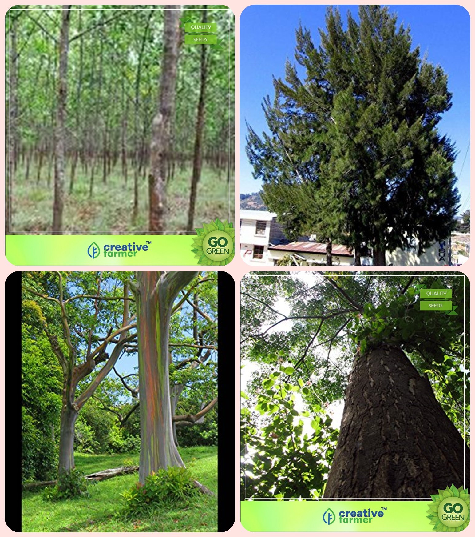 Creative FarmerCreative Farmer Tree Seeds Garden Mangium,Australian Pine,Eucalyptus Grandis,Malabar Neem -Plywood Tree Combo For Home Garden Shade Tree & Ornamental Tree & Herb Tree & Timber Species Seeds