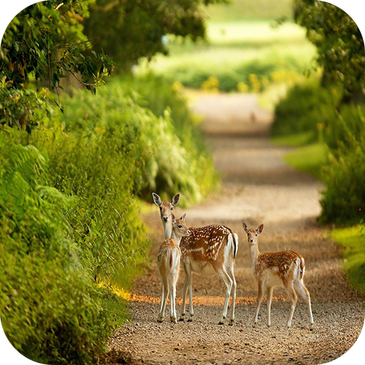 Amazon Com Deer 4k Wallpaper Appstore For Android