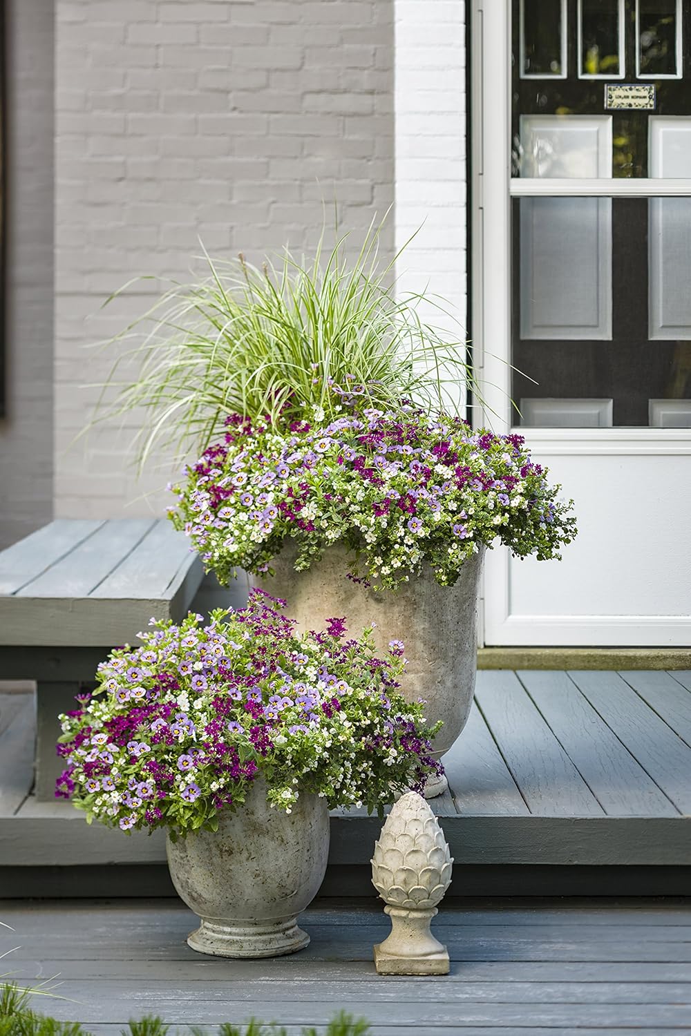 Amazon Com Snowstorm Snow Globe Bacopa Sutera Live Plant White Flowers 4 25 In Grande 4 Pack Garden Outdoor